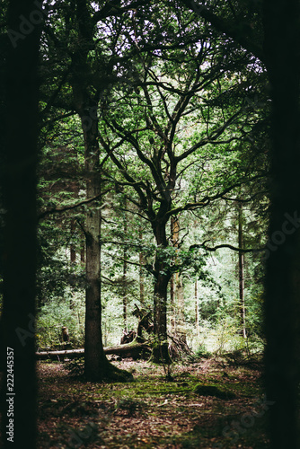 Fototapeta Naklejka Na Ścianę i Meble -  Natural Woodland Environment, UK