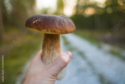 Man holding a beautiful edible mushroom in his hand. Boletus edulis.