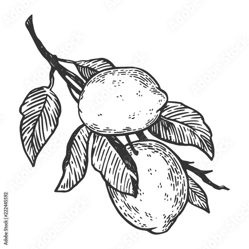 lemon citrus fruit engraving vector illustration. Scratch board style imitation. Black and white hand drawn image.