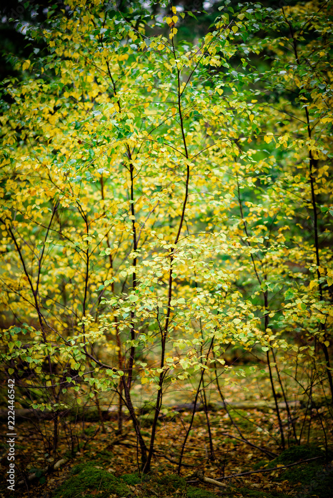 Autumnal leaves on a Birch tree saplingNatural Woodland Autumnal leaves on a Birch tree saplingNatural Woodland