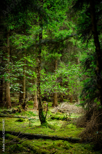 Fototapeta Naklejka Na Ścianę i Meble -  Natural Woodland Enviroment with moss covered ground.