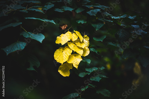 Autumn Leaves, Natural Woodland photo