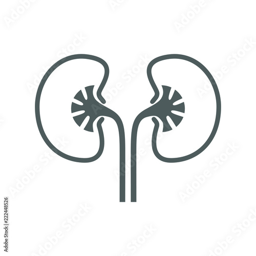Kidneys human organ icon. Sign human kidneys. Kidneys symbol isolated on white background. Vector illustration