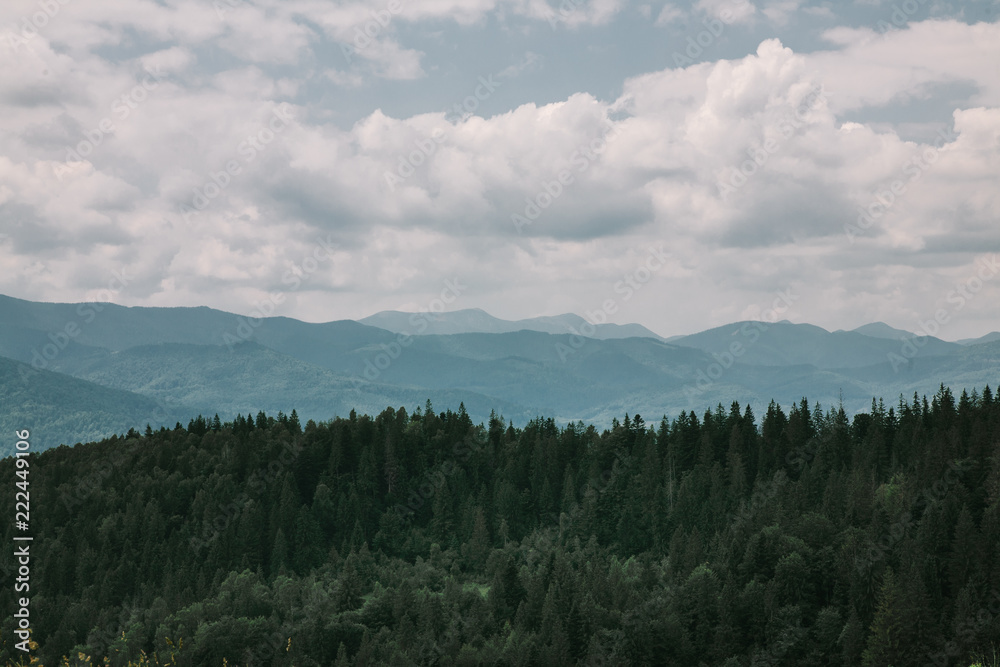 cloudly summer landscape of Carpathian mountains, pine forest and sky. Ukraine