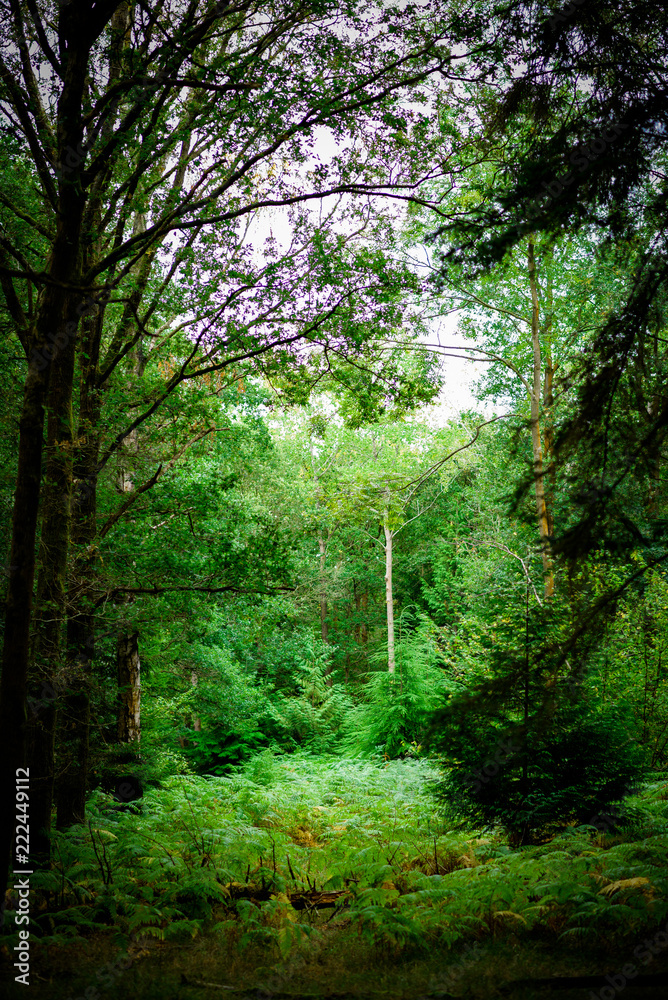 Natural Woodland clearing with Ferns growing. Natural Woodland clearing with Ferns growing.