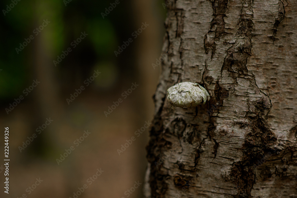 Fungus growing from a tree trunk, Natural Woodland Fungus growing from a tree trunk, Natural Woodland