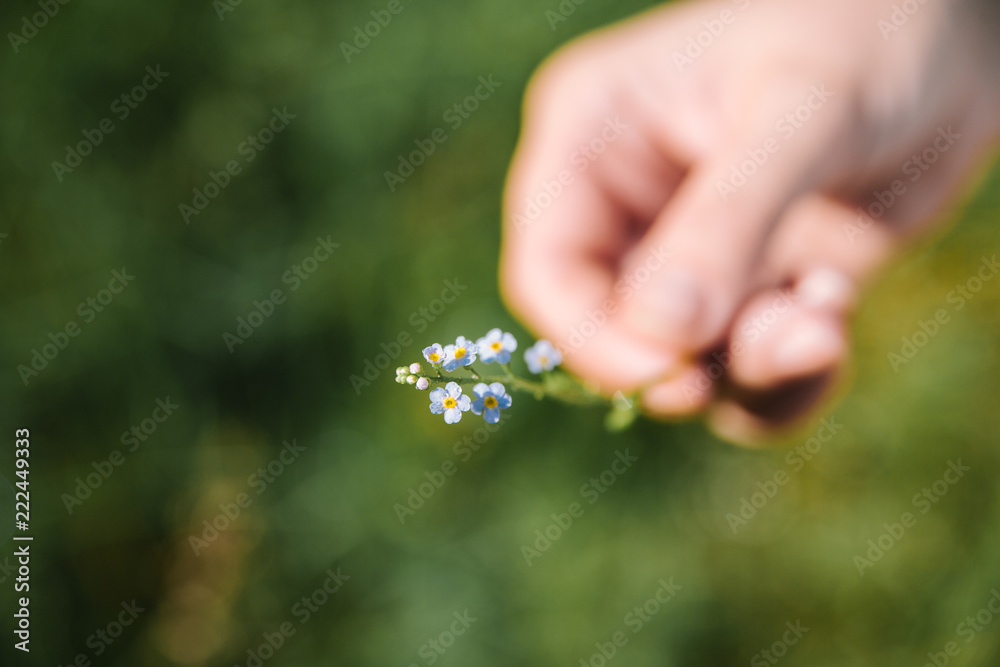 carpathian field wild blue forget-me-nots in the hand of a traveler man on a green background carpathian field wild blue forget-me-nots in the hand of a traveler man on a green background