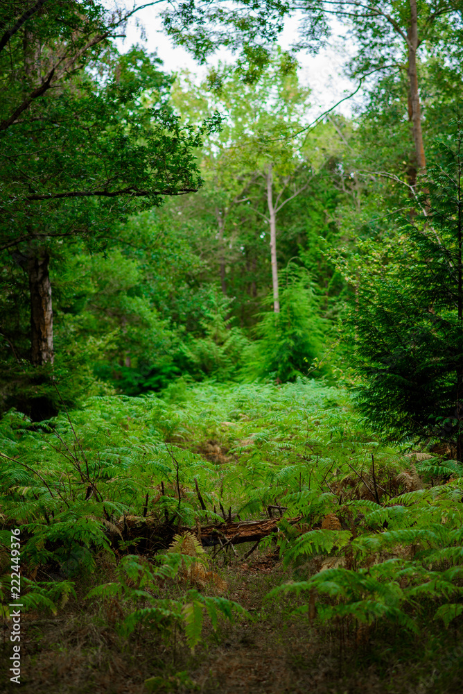 Ferns growing in a clearing, Natural Woodland Ferns growing in a clearing, Natural Woodland