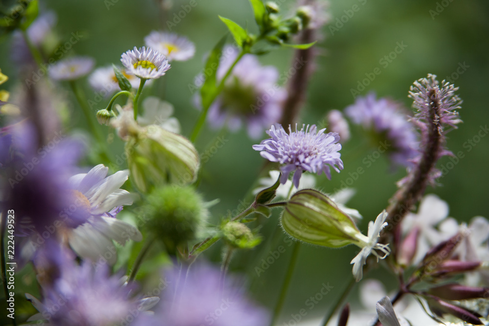carpathian wild flowers bouquet of chamomiles close up carpathian wild flowers bouquet of chamomiles close up