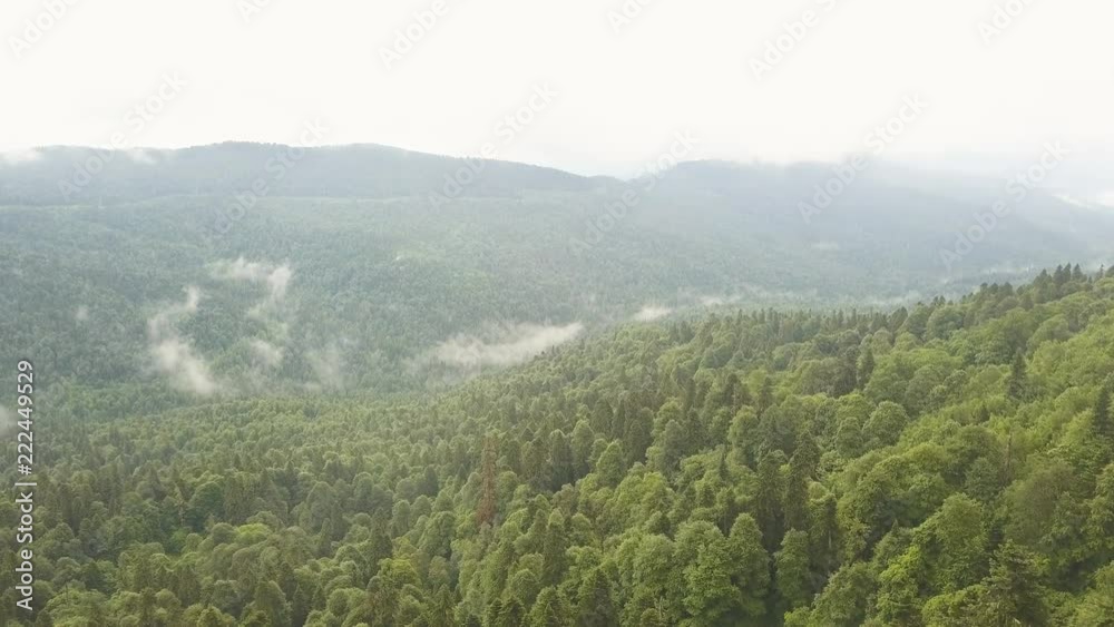 Hikers with backpacks standing on top of mountain on green forest aerial view