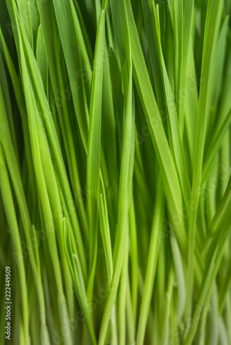 fresh green grass, oat sprouts, close up