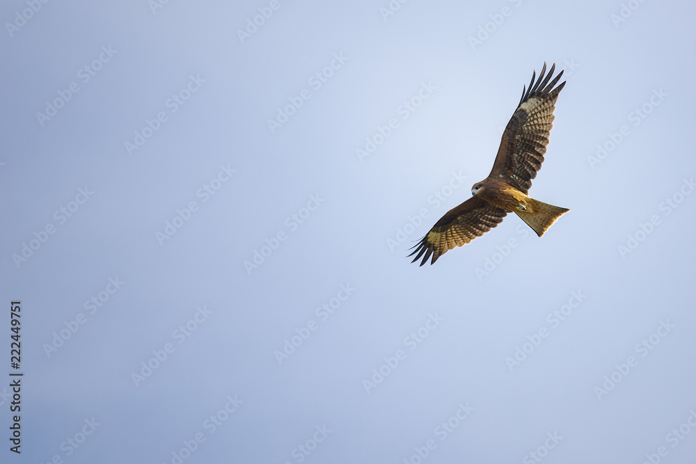 Black kite flies in the blue sky. Black kite flies in the blue sky.