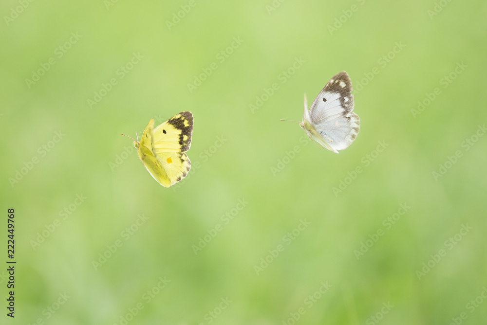 Couple of white and yellow butterflies fly over a grass field. Couple of white and yellow butterflies fly over a grass field.
