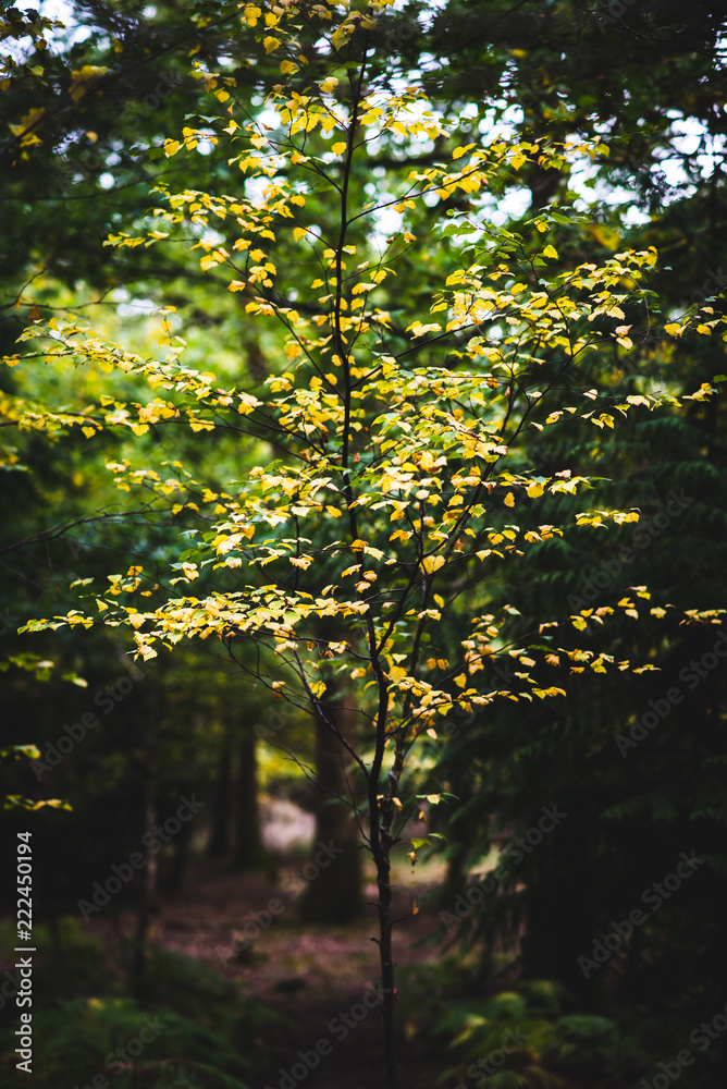 Autumn Leaves, Natural Woodland Autumn Leaves, Natural Woodland