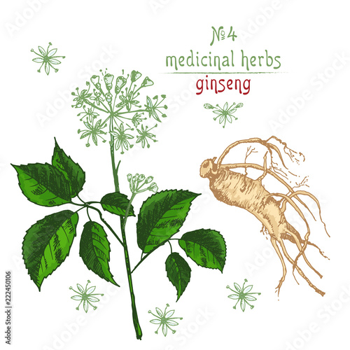 Realistic Botanical color sketch of ginseng root, flowers and berries isolated on white. floral herbs collection. Traditional chinese medicine plant.