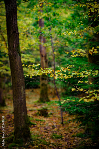 Autumn Leaves, Natural Woodland