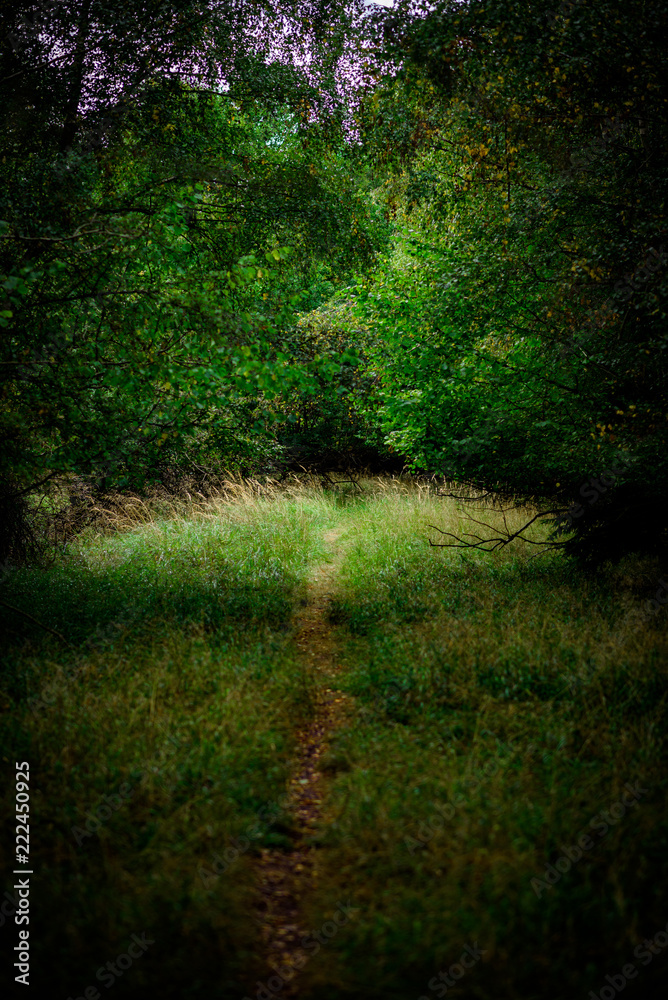 Naklejka premium Szlak turystyczny Natural Woodland