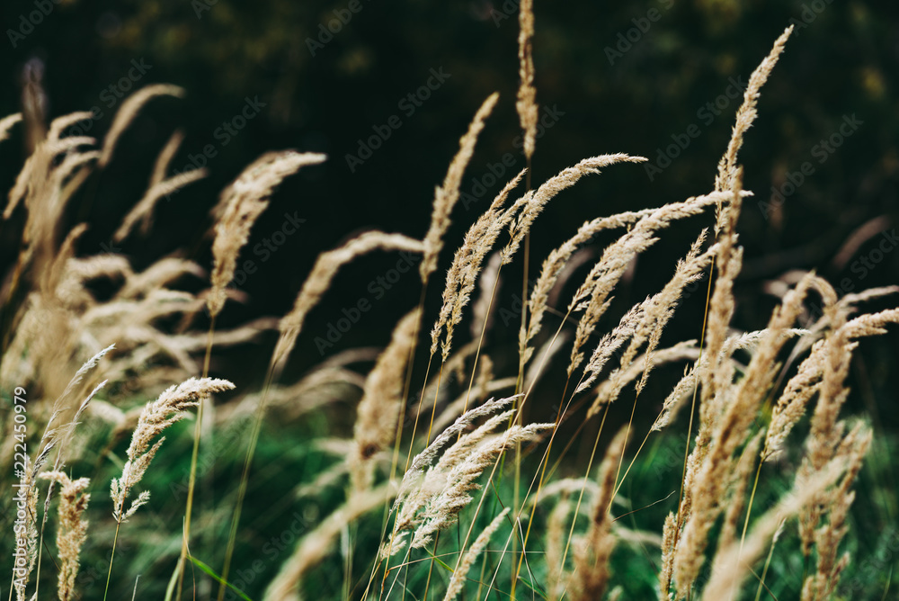 Obraz premium Wild grass around a Natural Woodland environment.