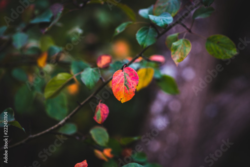 Autumn Leaves, Natural Woodland Background