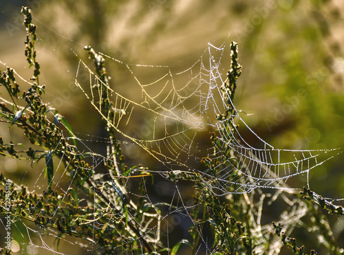 Covered with droplets of dew a cobweb. Early autumn morning.