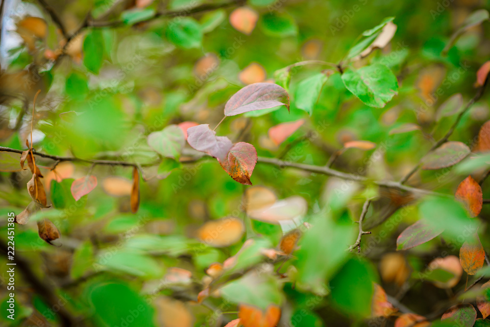 Autumn Leaves, Natural Woodland Background Autumn Leaves, Natural Woodland Background