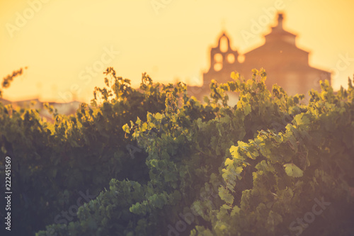 Foto The vineyards in the district of Nieva (Segovia, Spain)