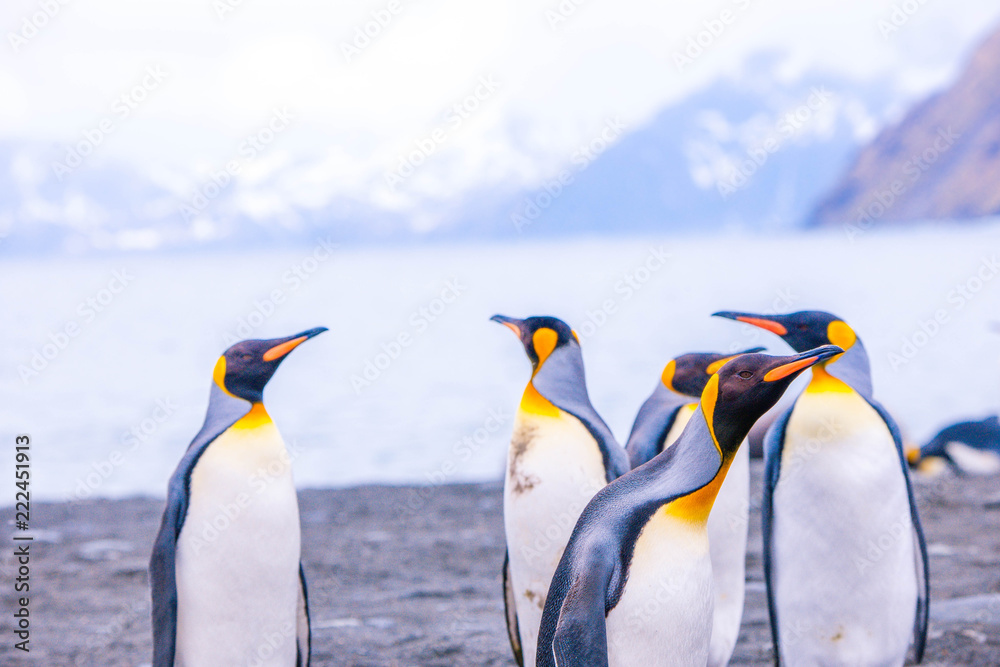Fototapeta premium Beautiful shots of cute penguins in the Antarctica snow