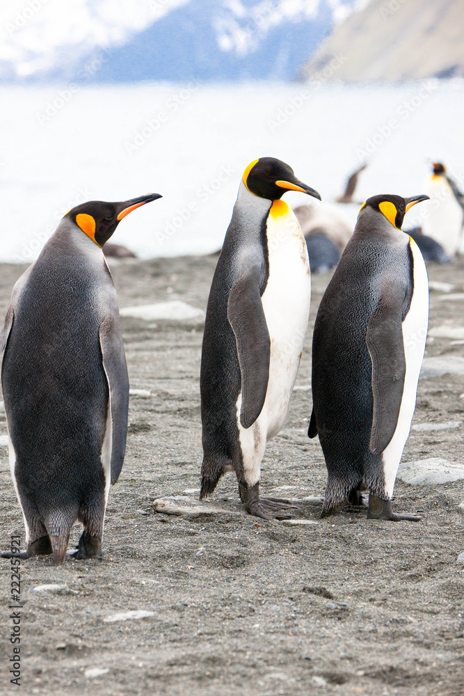 Fototapeta premium Beautiful shots of cute penguins in the Antarctica snow