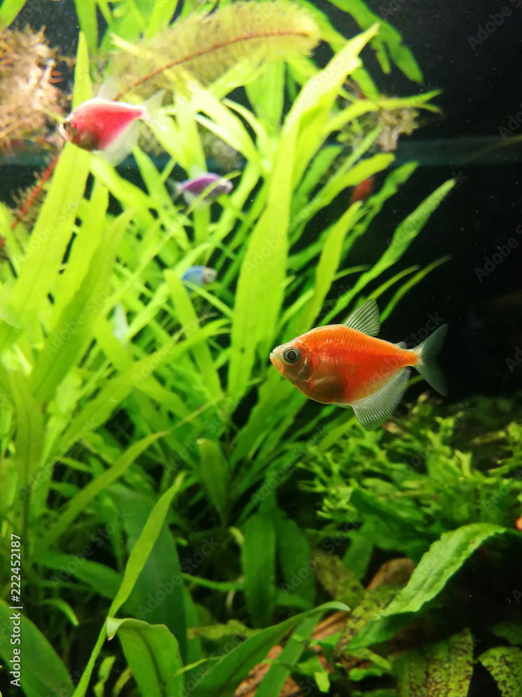 Aquarium with fish. Aquarium fish swim among the algae. Aquaristics. Aquarium with fish. Aquarium fish swim among the algae. Aquaristics.