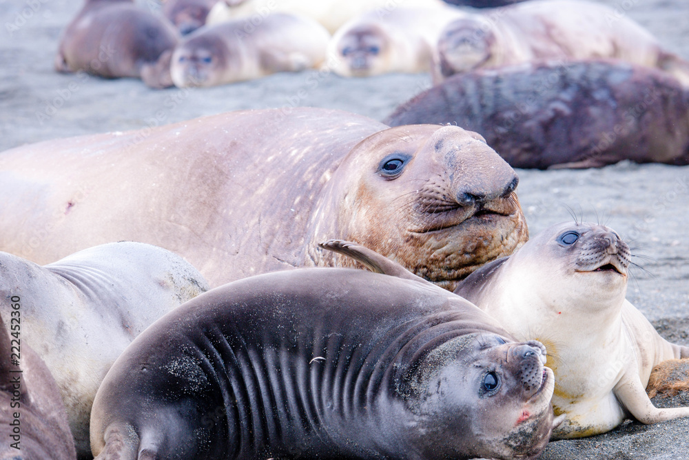 Portrait shots of seals, sea lions and elephant seals in Antarctica Stock Photo Adobe Stock