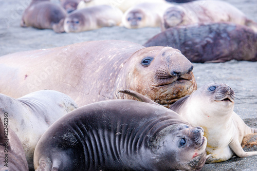 Portrait shots of seals, sea lions and elephant seals in Antarctica