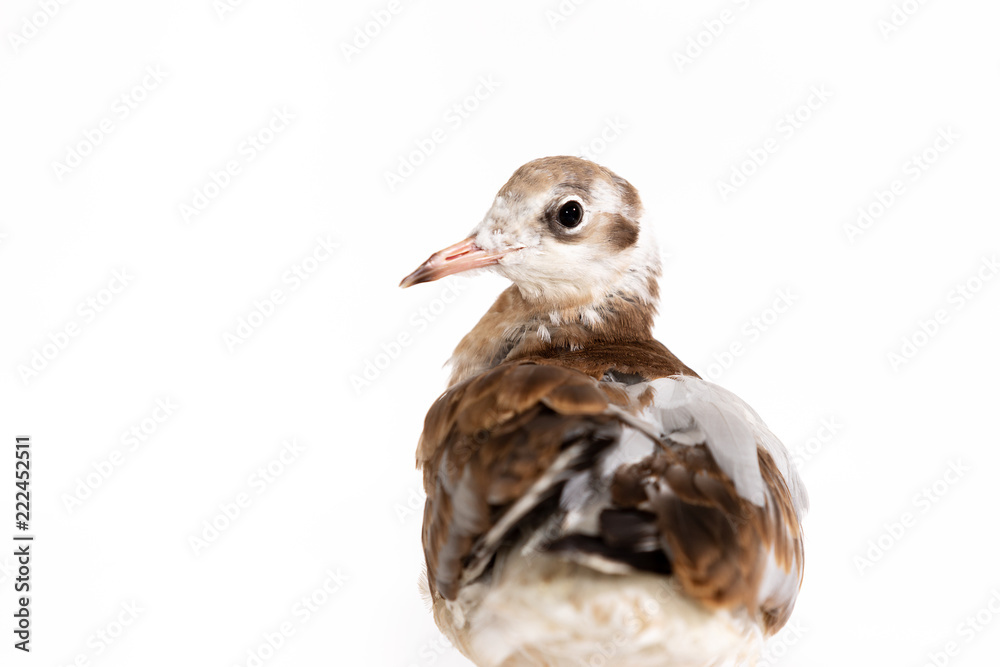 Adorable lake seagull isolated on white background Adorable lake seagull isolated on white background