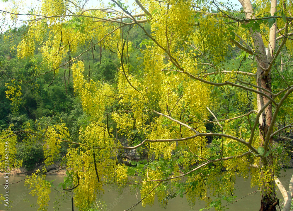 Fototapeta premium Yellow tree on the background of vegetation. Thailand