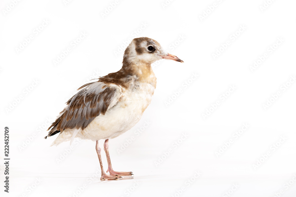 Adorable lake seagull isolated on white background Adorable lake seagull isolated on white background