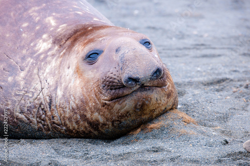 Portrait shots of seals, sea lions and elephant seals in Antarctica