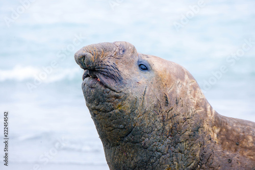 Portrait shots of seals, sea lions and elephant seals in Antarctica