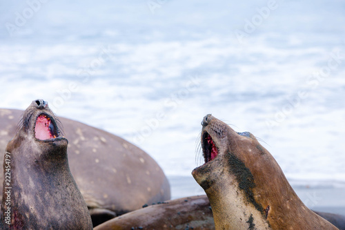Cute elephant seals fighting each other in Antarctica