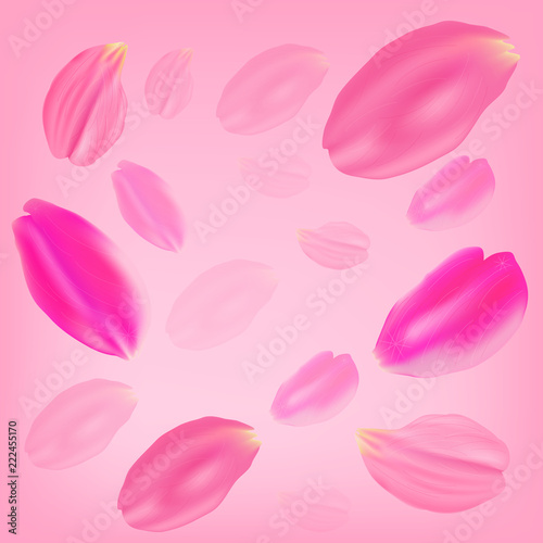 Set of pink rose petals on a pink background