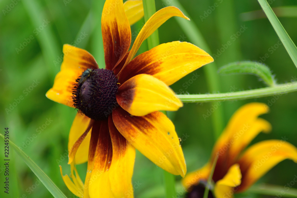 ルドベキア 黄色い花 Stock Photo Adobe Stock ルドベキア 黄色い花 Stock Photo Adobe Stock