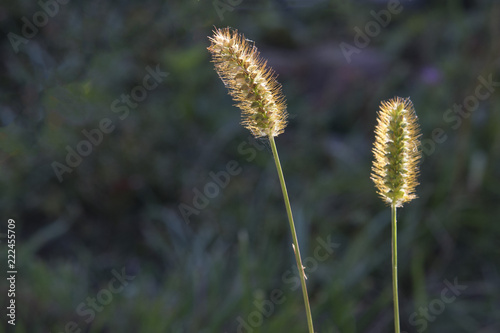 Weed spike closeup