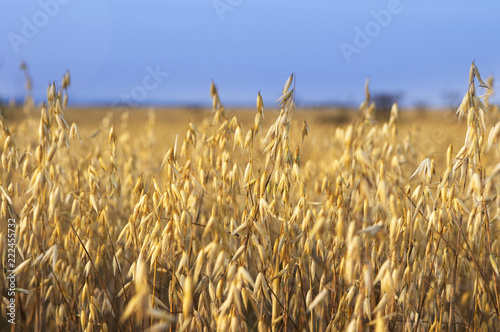 oats field on blue sky background closeup