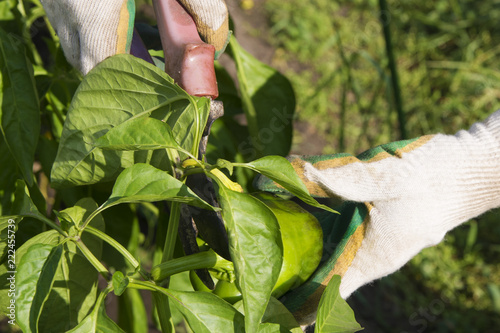 Harvesting sweet pepper with secateurs
