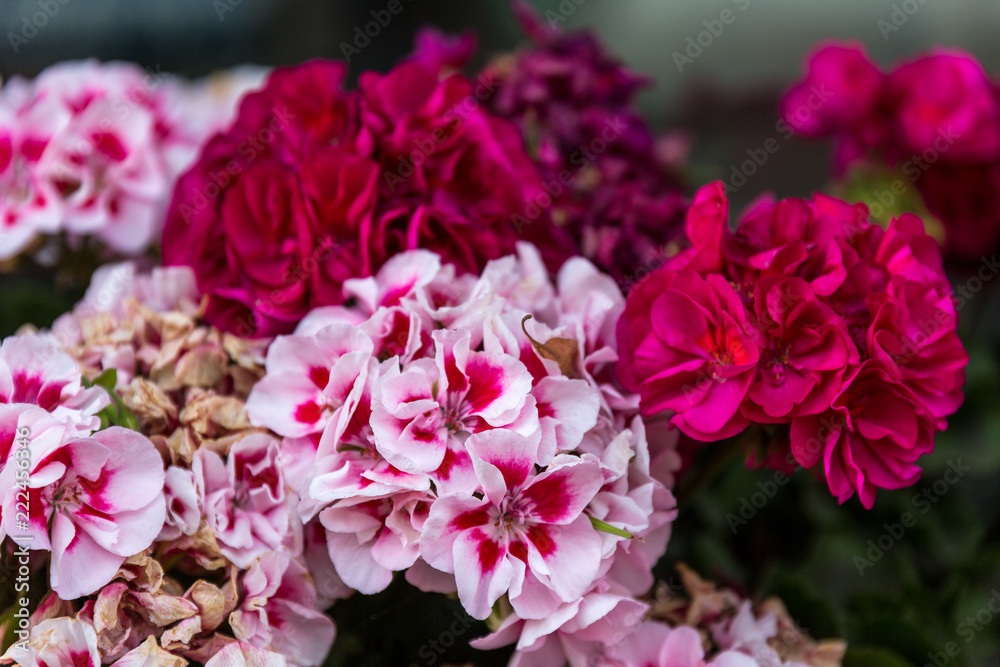 pink flowers in the garden