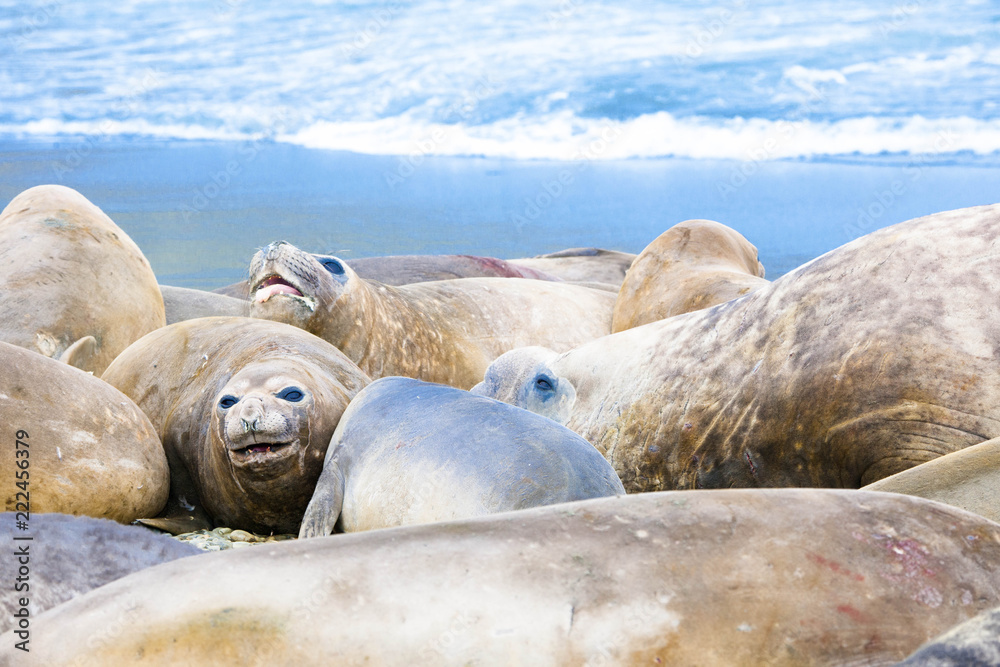 Fototapeta premium Cute elephant seals fighting each other in Antarctica