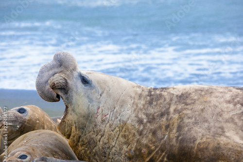 Portrait shots of seals, sea lions and elephant seals in Antarctica