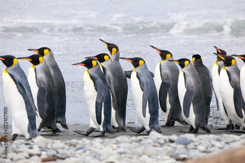 Beautiful shots of cute penguins in the Antarctica snow