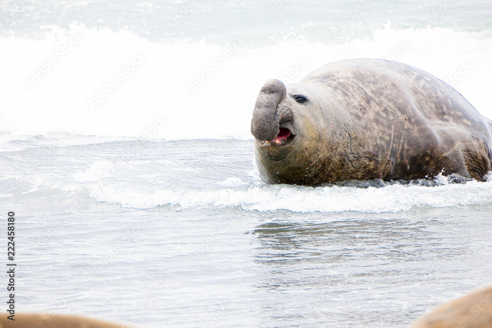 Portrait shots of seals, sea lions and elephant seals in Antarctica Stock Photo Adobe Stock