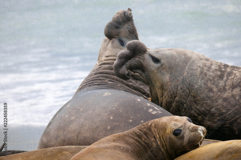 Fototapeta premium Cute elephant seals fighting each other in Antarctica