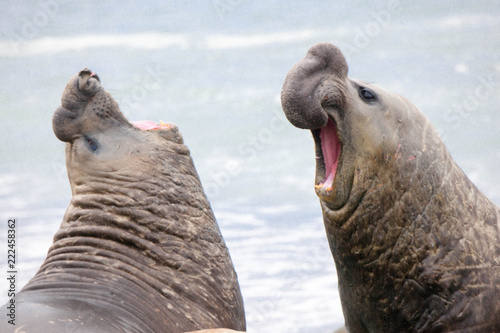 Cute elephant seals fighting each other in Antarctica