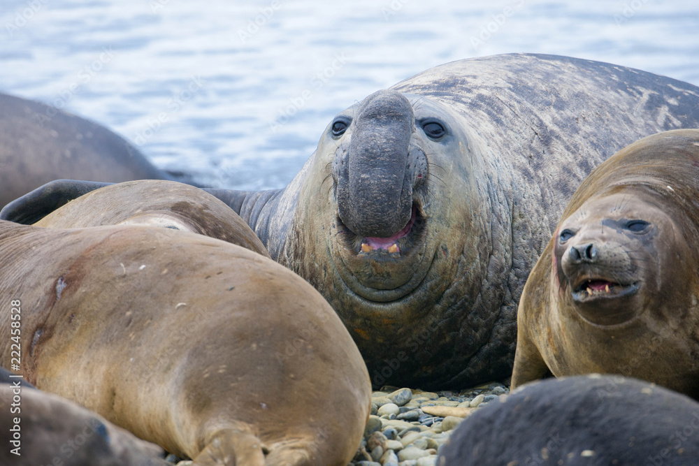 Fototapeta premium Cute elephant seals fighting each other in Antarctica